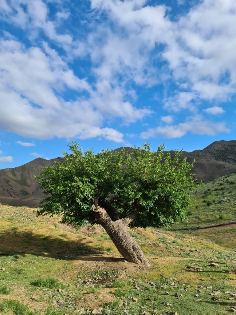 Maulbeerbaum im Nurata –Gebirge, Foto: Christian Grosse