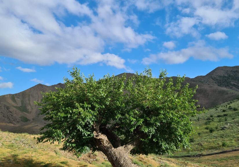 Maulbeerbaum im Nurata –Gebirge, Foto: Christian Grosse